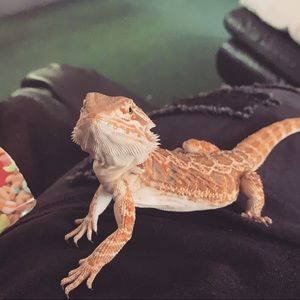 Meet your Posher, Annaliese